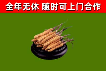 泾源烟酒回收冬虫夏草.jpg