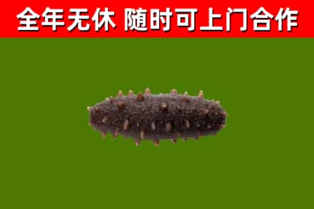 泾源烟酒回收干海参.jpg